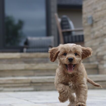 Puppy Vaccinations Cases