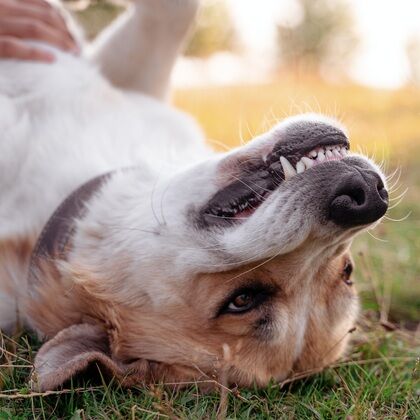 Dental Cleaning Cases