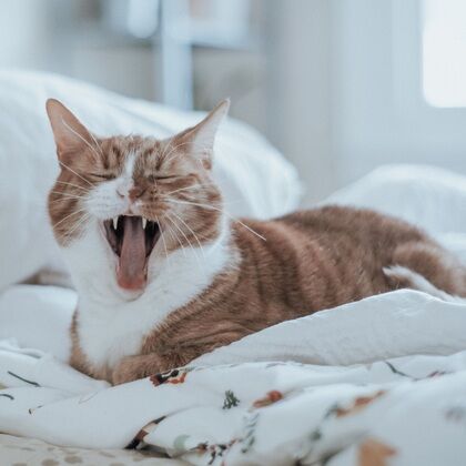 Cat Teeth Cleaning Case