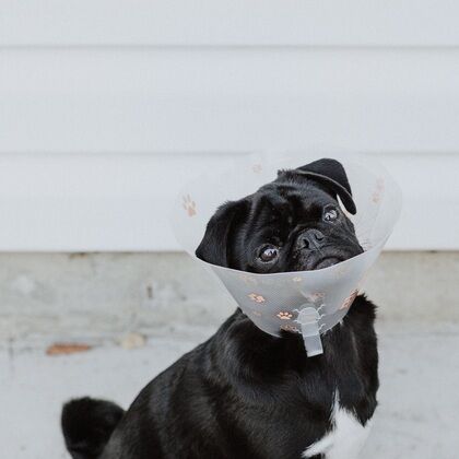 Spay and Neuter Dogs and Puppies Cases