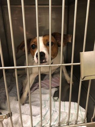 Spay and Neuter Dogs and Puppies Neutering Success  - Before