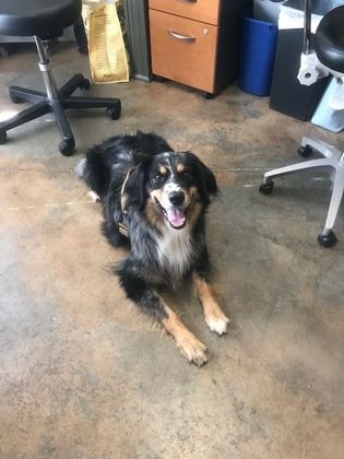 Spay and Neuter Dogs and Puppies: Dog Neutering at Marietta Vet Clinic - Before