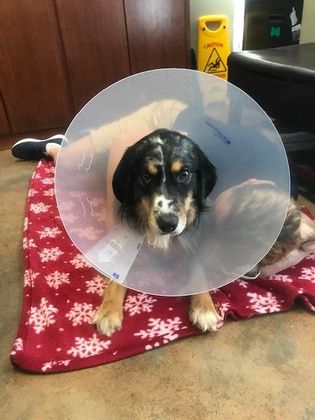 Spay and Neuter Dogs and Puppies: Dog Neutering at Marietta Vet Clinic - After