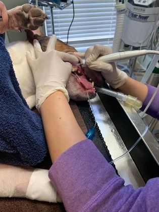 Dental Cleaning Case 3 Dog Teeth Cleaning - Before