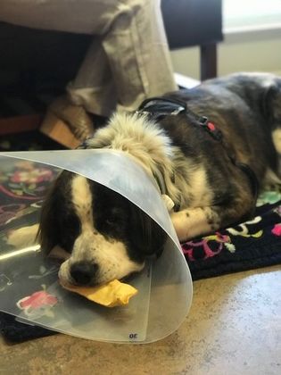 Pet Surgery: Expert Pet Surgery Services - A post-op toy to comfort this sweet patient!