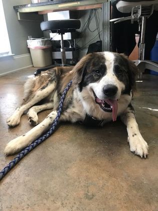 Pet Surgery: Expert Pet Surgery Services - Feeling a little drowsy!