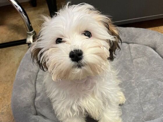 Puppy Vaccinations Puppy Vaccinations  - Before