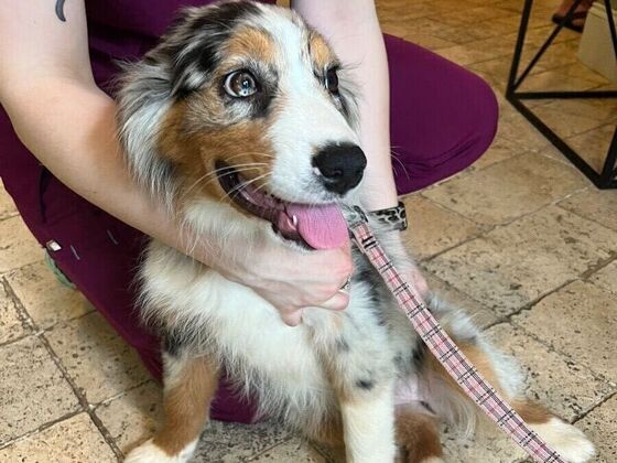 Puppy Vaccinations Puppy Vaccinations  - After