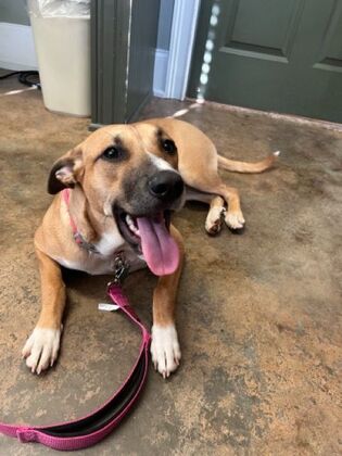 Annual Wellness Checkups: Comprehensive Yearly Checkups - Fear Free!