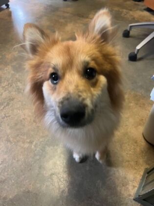 Annual Wellness Checkups: Comprehensive Yearly Checkups - Pet Health Priority