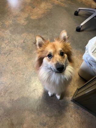 Annual Wellness Checkups: Comprehensive Yearly Checkups - Happy Dog! 