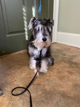 Annual Wellness Checkups: Comprehensive Yearly Checkups - Paw-sitive Experience