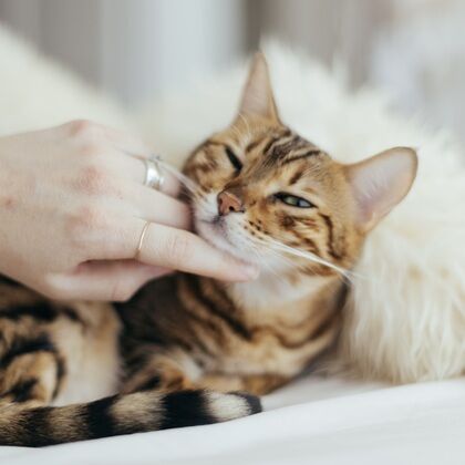 Cats in Good Health Cases