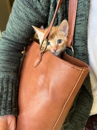 Kitten Vaccinations: Kitten Vaccinations