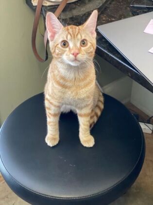 Kitten Vaccinations: Kitten Vaccinations