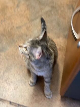 Kitten Vaccinations: Kitten Vaccinations