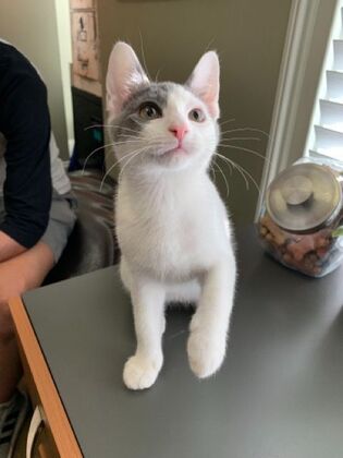 Kitten Vaccinations: Kitten Vaccinations