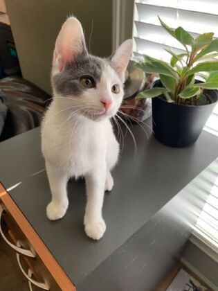 Kitten Vaccinations: Kitten Vaccinations