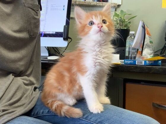 Kitten Vaccinations: Kitten Vaccinations