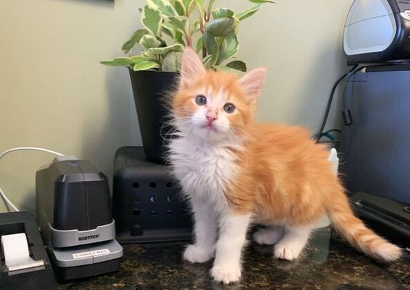 Kitten Vaccinations: Kitten Vaccinations