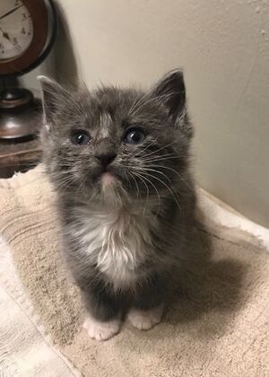 Kitten Vaccinations: Kitten Vaccinations