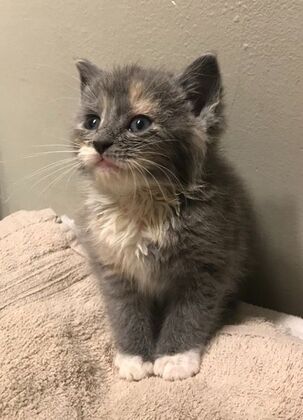 Kitten Vaccinations: Kitten Vaccinations