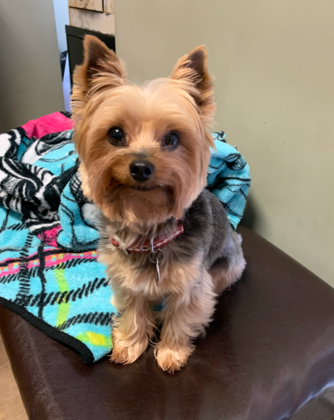 Dental Cleaning Dental Cleaning: Expert Dental Care for Your Yorkie - Before