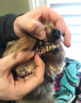 Dental Cleaning: Dental Cleaning: Expert Dental Care for Your Yorkie - Tartar Buildup