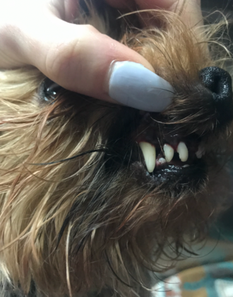 Dental Cleaning: Dental Cleaning: Expert Dental Care for Your Yorkie - Much Better!