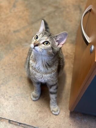 Cats in Good Health Annual Cat Vaccines - Before