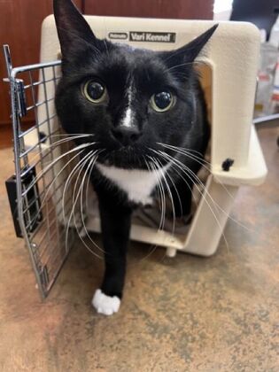 Cats in Good Health Annual Cat Vaccines - After