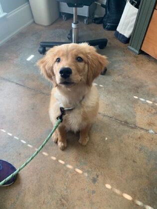Puppy Vaccinations All Smiles - Before