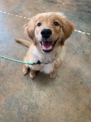 Puppy Vaccinations All Smiles - After