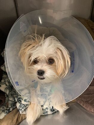 Spay and Neuter Dogs and Puppies Marietta Pet Neuter and Spay Clinic - Before