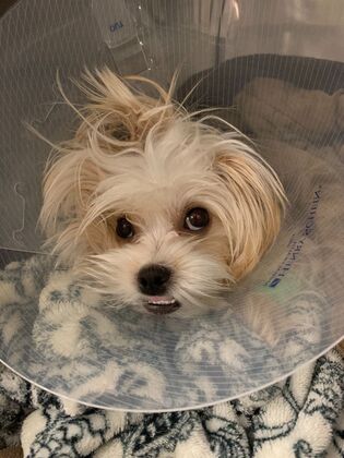 Spay and Neuter Dogs and Puppies Marietta Pet Neuter and Spay Clinic - After