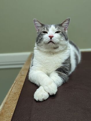 Cats in Good Health Cat Vaccinations - Before