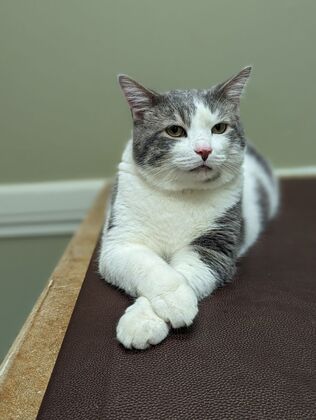 Cats in Good Health Cat Vaccinations - After