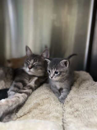 Kitten Vaccinations Rescue Cat - Before