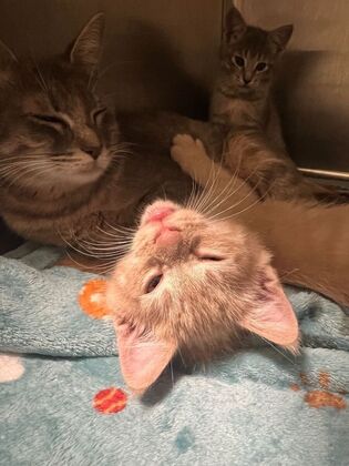 Kitten Vaccinations Rescue Cat - After