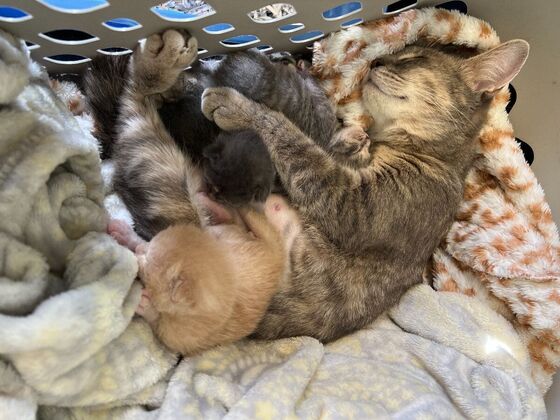 Kitten Vaccinations: Rescue Cat - After