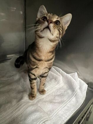 Kitten Vaccinations: Rescue Cat - Before