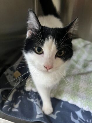 Cat Teeth Cleaning Case 1 - Before