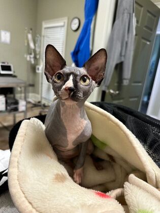 Cat Teeth Cleaning Case 1 - After